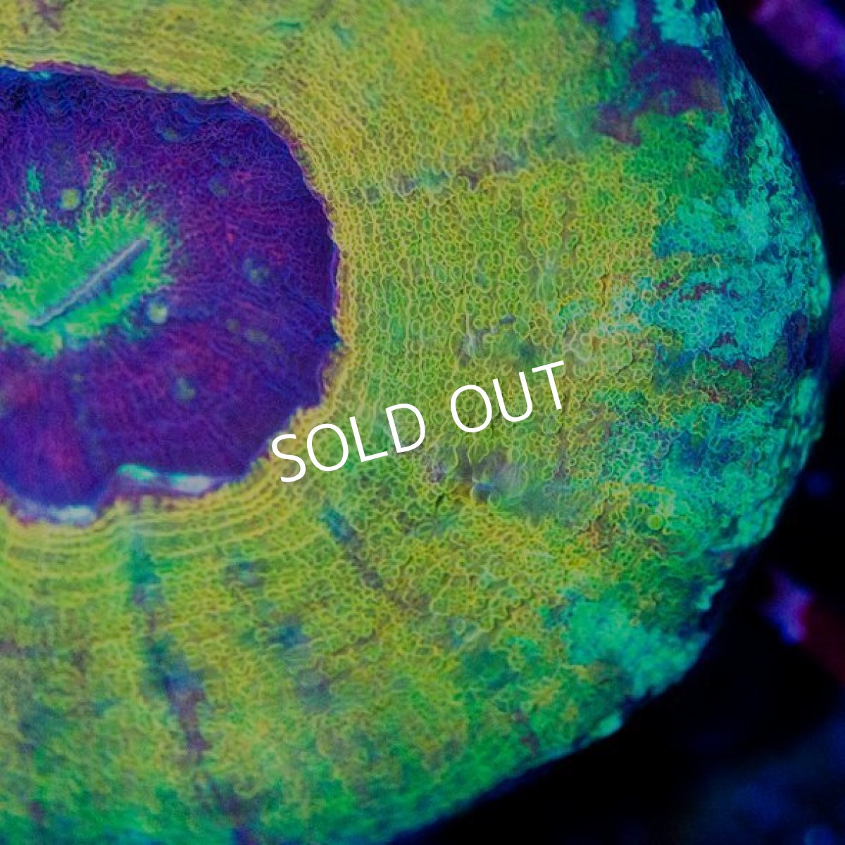 画像2: CDU スコリミア CUSTOM Master No.67 (2)