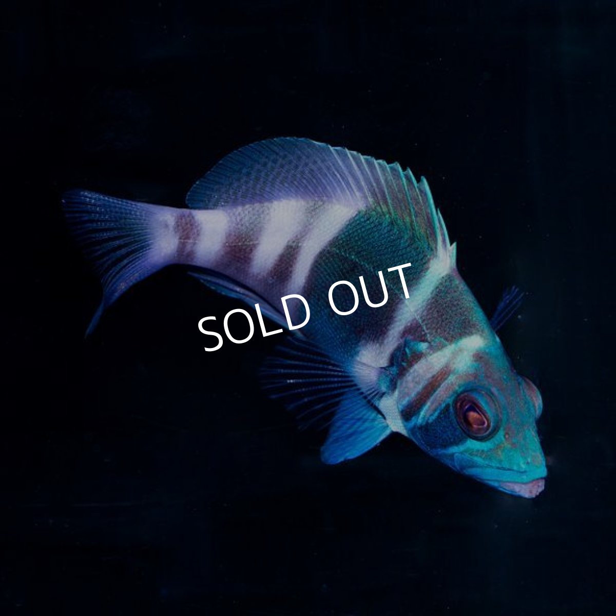 画像2: インディゴハムレット (2)