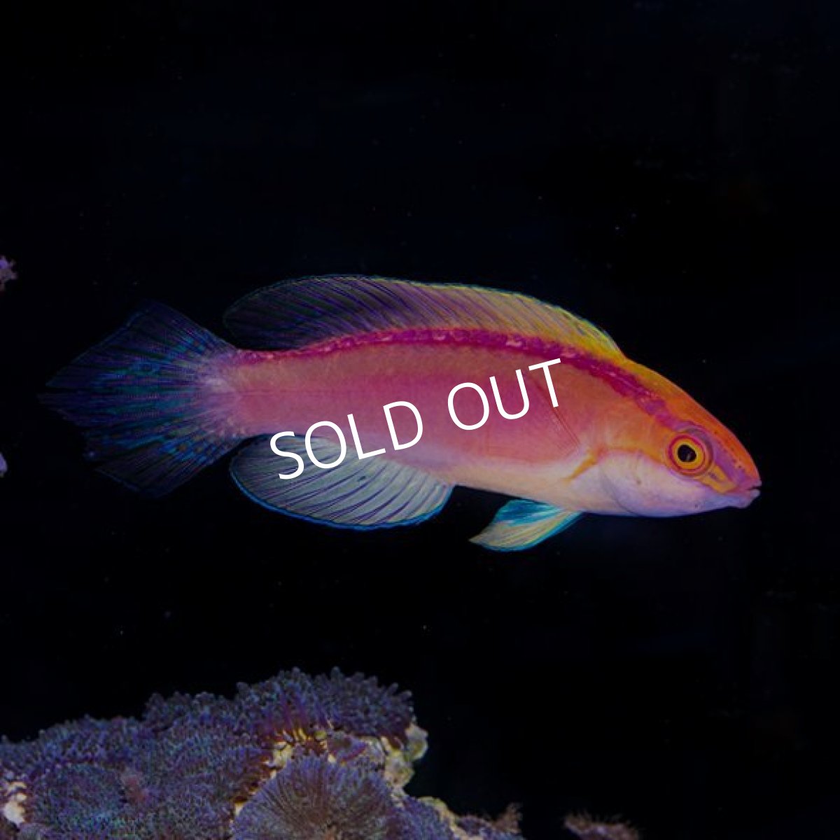 画像2: ローズバンドフェアリーラス　♂ (2)