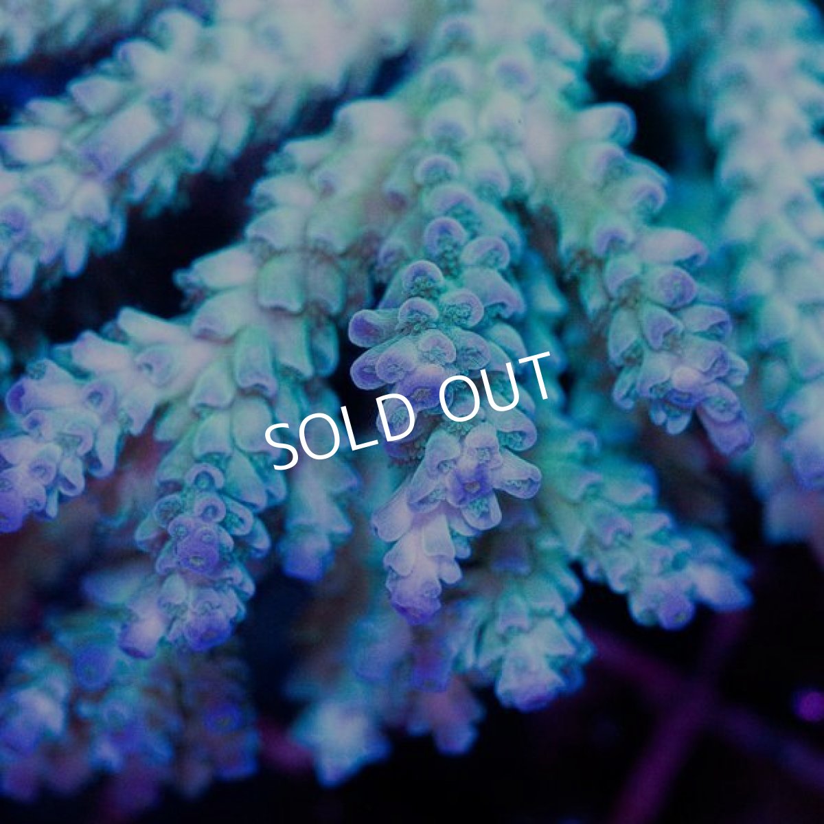 画像2: CDU Acropora sp. Ultra No.152 (2)