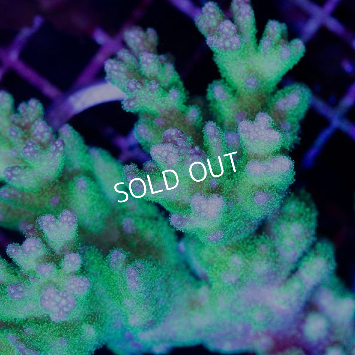 画像3: CDU Pocillopora damicornis Ultra No.156 (3)