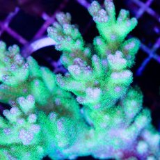 画像3: CDU Pocillopora damicornis Ultra No.156 (3)