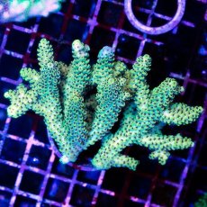 画像1: CDU Acropora sp. Ultra No.153 (1)