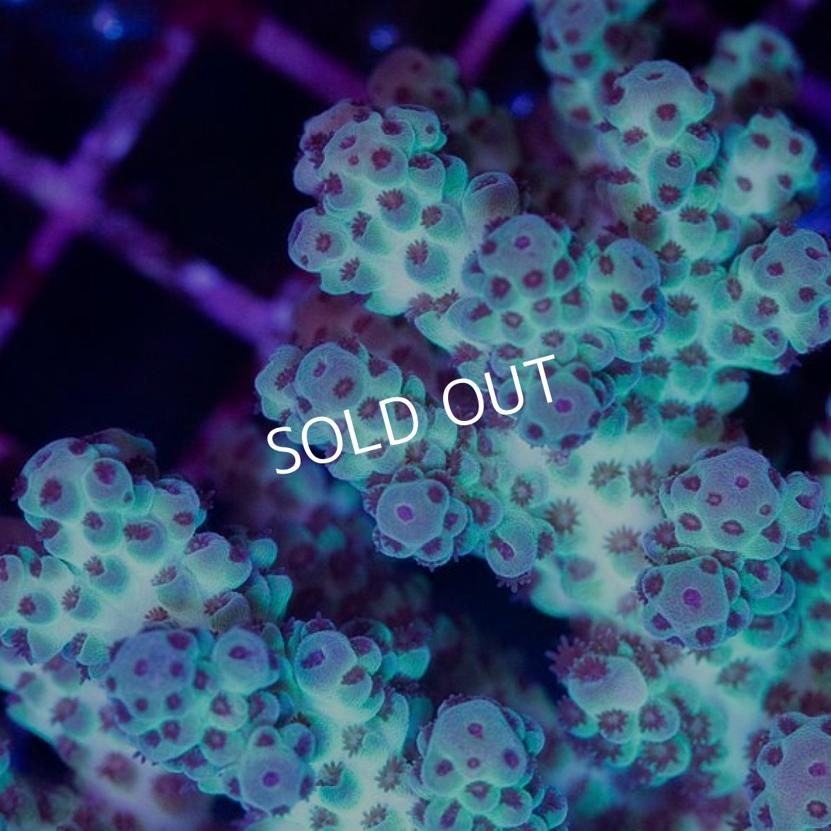 画像2: CDU Acropora sp. Ultra No.155 (2)