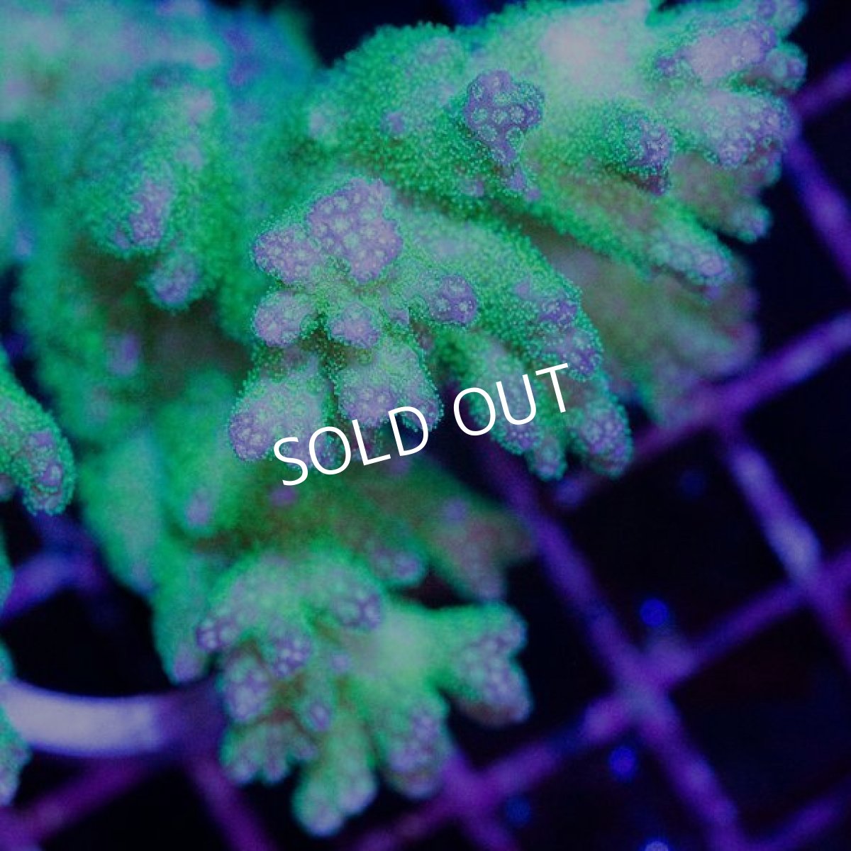 画像2: CDU Pocillopora damicornis Ultra No.156 (2)