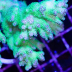 画像2: CDU Pocillopora damicornis Ultra No.156 (2)