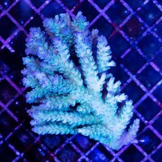 画像1: CDU Acropora sp. Ultra No.152 (1)