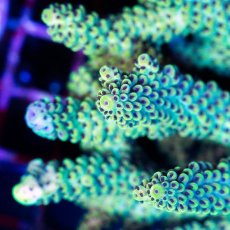 画像2: CDU Acropora sp. Ultra No.153 (2)