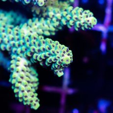 画像3: CDU Acropora sp. Ultra No.153 (3)