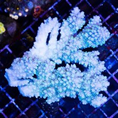 画像1: CDU Acropora sp. Ultra No.154 (1)