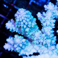 画像2: CDU Acropora sp. Ultra No.154 (2)