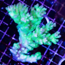 画像1: CDU Pocillopora damicornis Ultra No.156 (1)