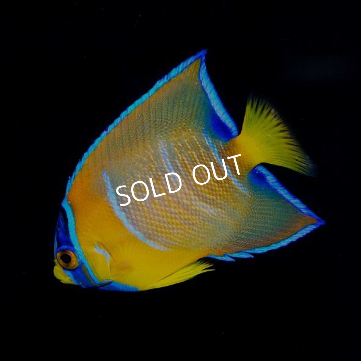 画像2: クイーンエンゼル M No.2 (2)