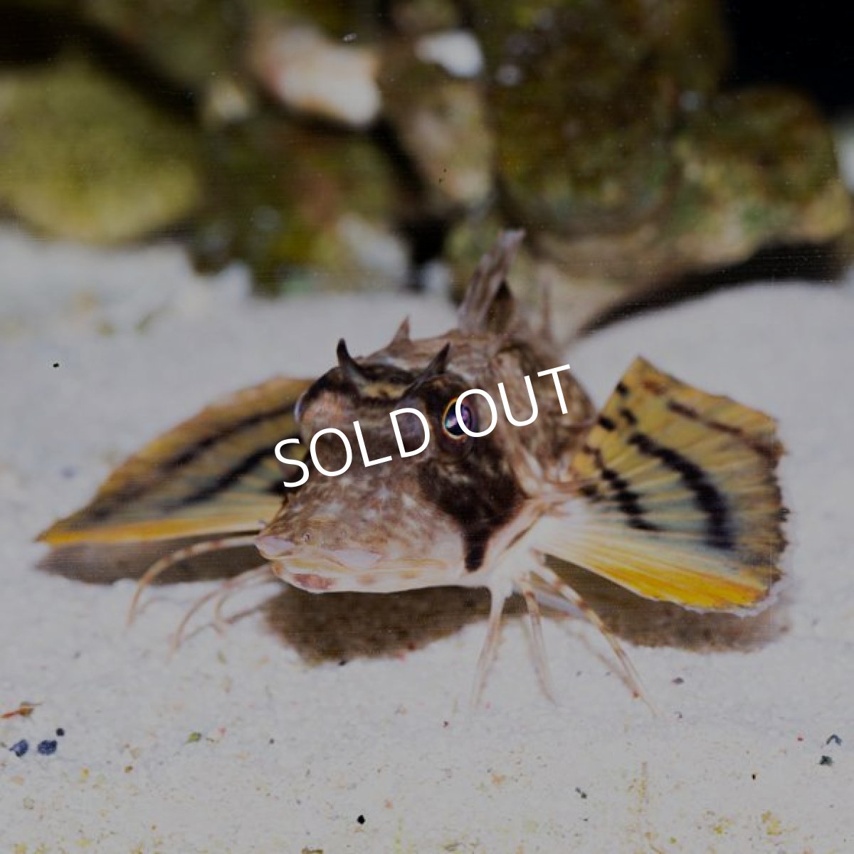 画像2: ビッグヘッドシーロビン (2)