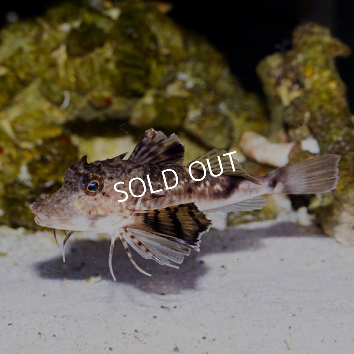 画像3: ビッグヘッドシーロビン (3)