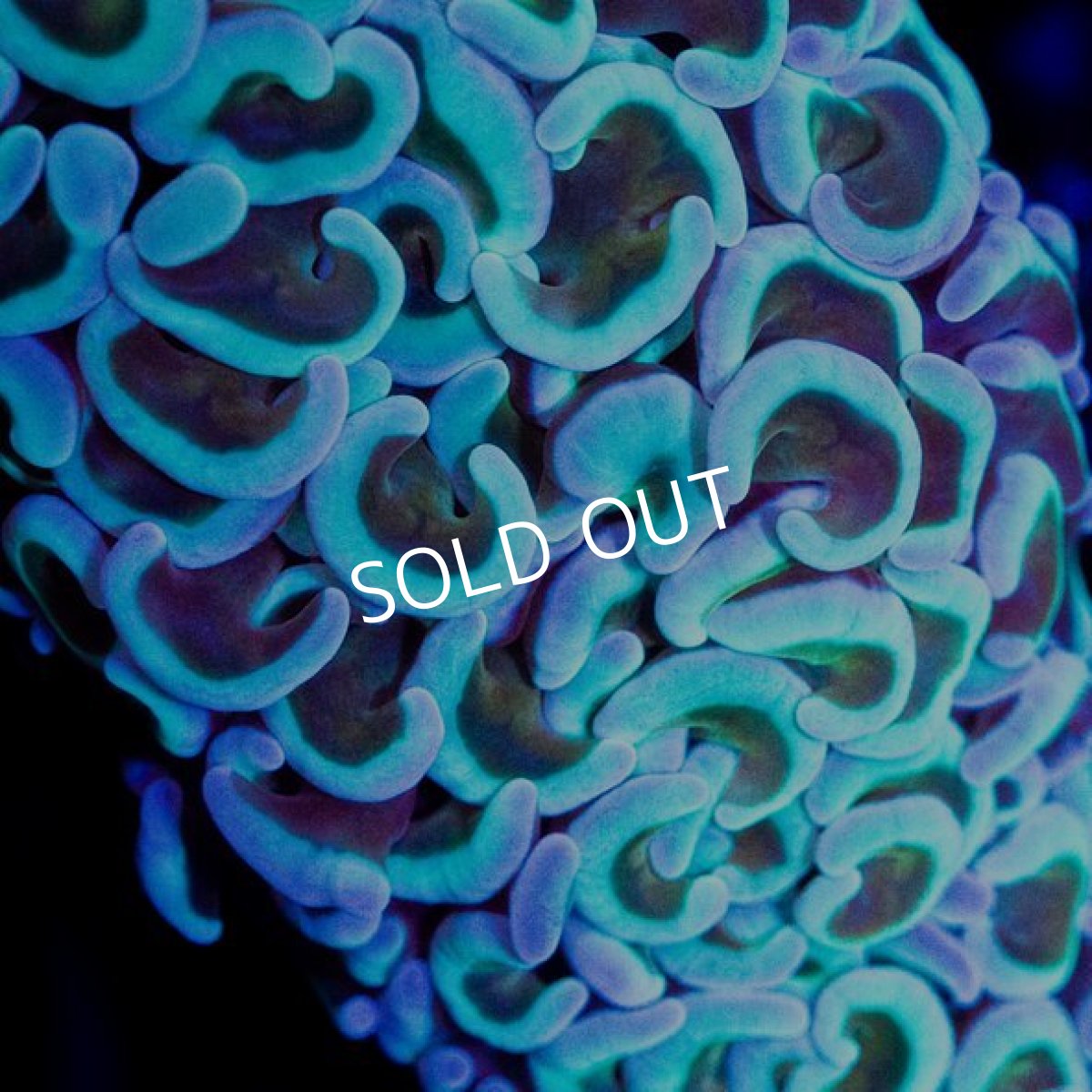 画像3: CDU ナガレハナ No.2 (3)