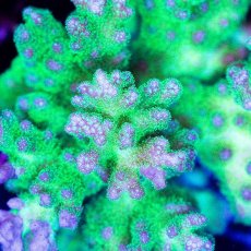 画像2: CDU Pocillopora damicornis Ultra No.157 (2)