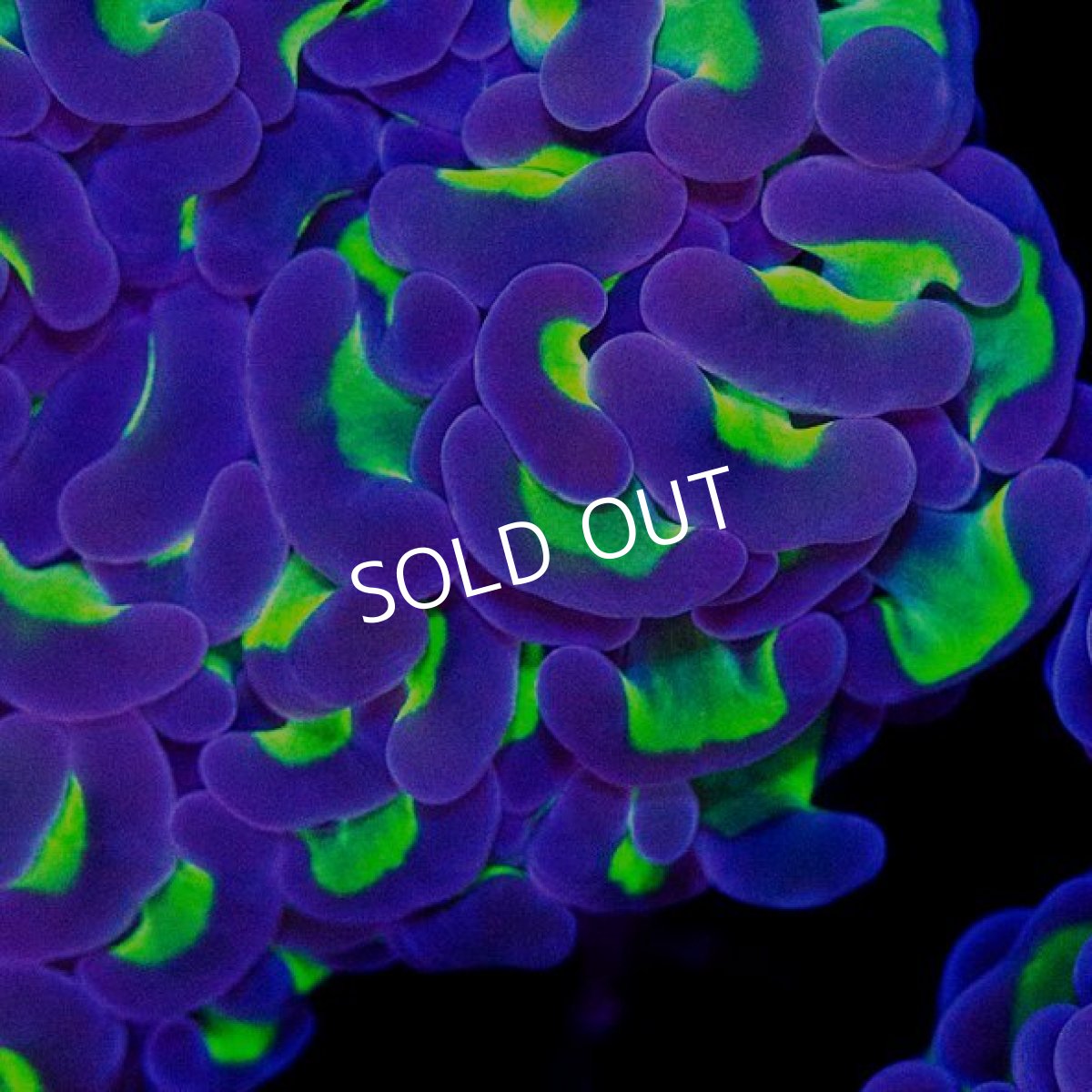 画像3: CDU ナガレハナ　Two Tone No.4 (3)