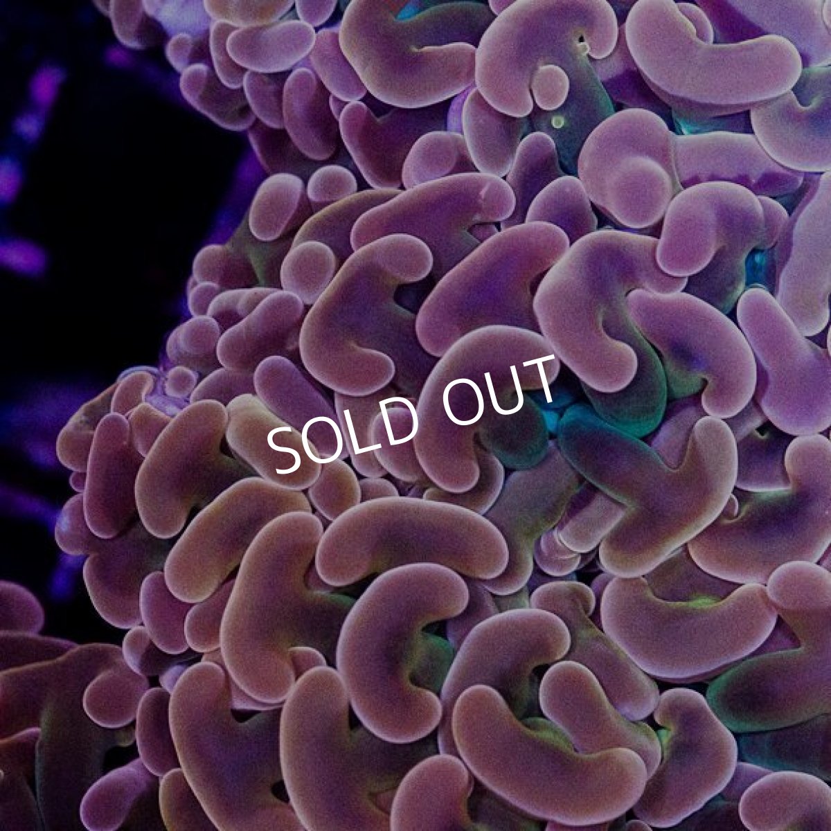 画像2: CDU ナガレハナ Orange/Gold L-size No.6 (2)