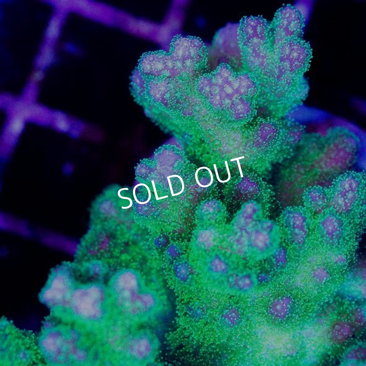 画像3: CDU Pocillopora damicornis Ultra No.157 (3)