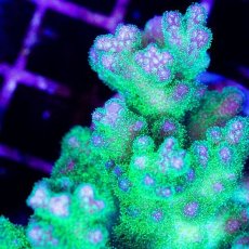 画像3: CDU Pocillopora damicornis Ultra No.157 (3)