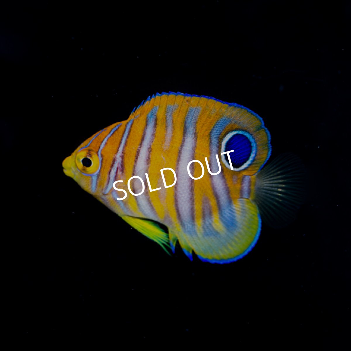 画像2: 八重山産 ニシキヤッコ S (2)