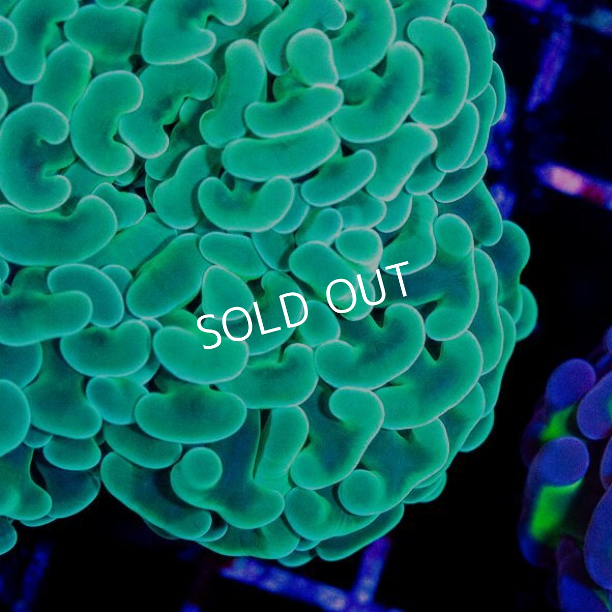 画像2: CDU ナガレハナ No.5 (2)