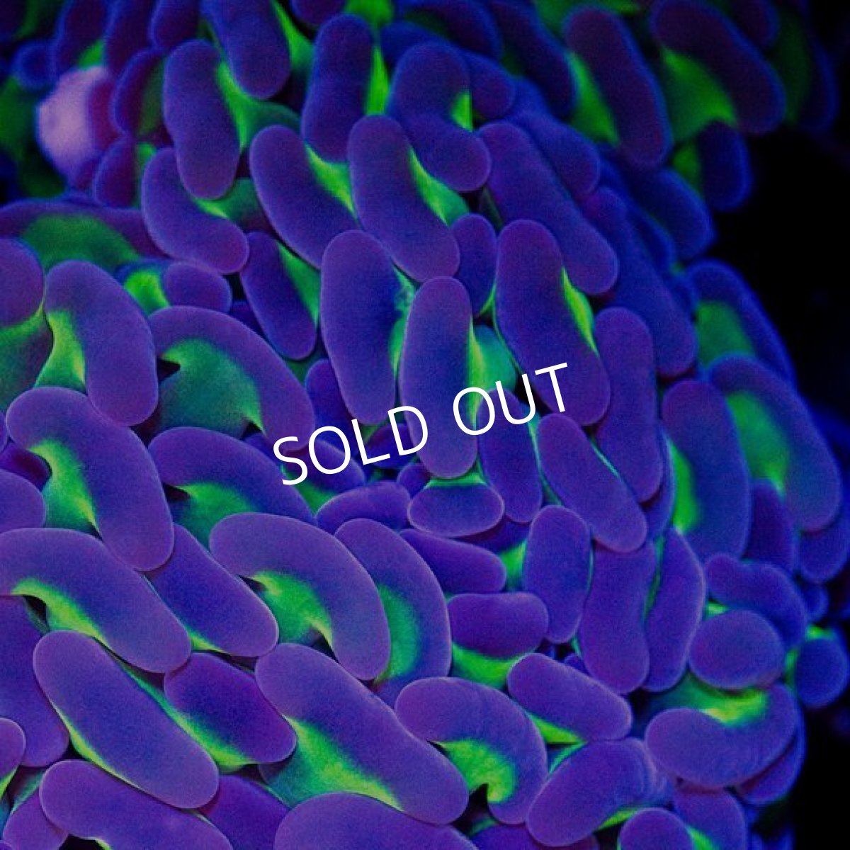 画像3: CDU ナガレハナ Two Tone No.3 (3)