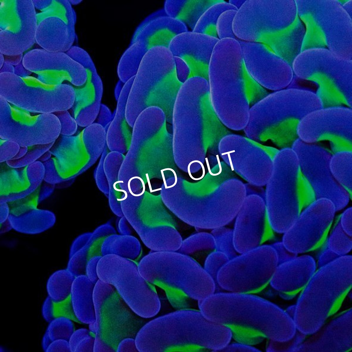 画像2: CDU ナガレハナ Two Tone No.3 (2)