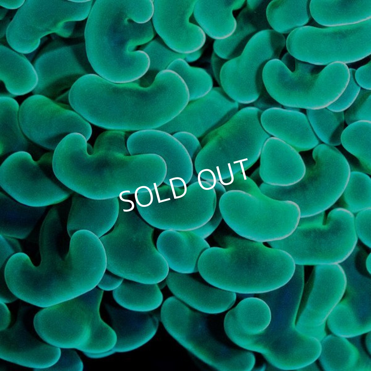 画像3: CDU ナガレハナ No.5 (3)