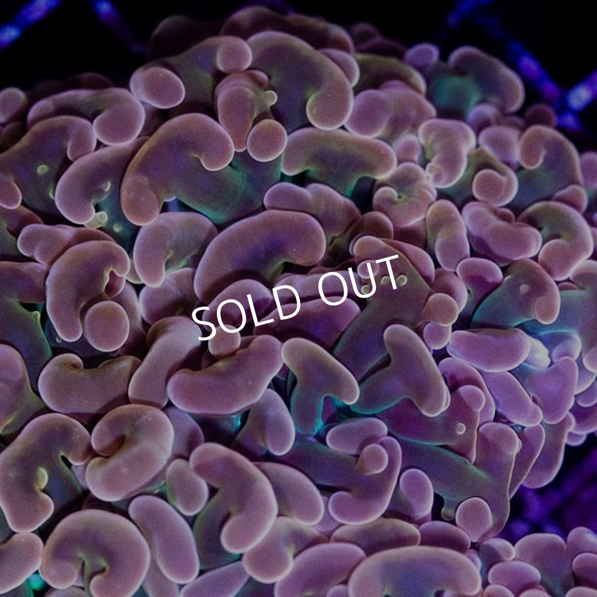 画像3: CDU ナガレハナ Orange/Gold L-size No.6 (3)