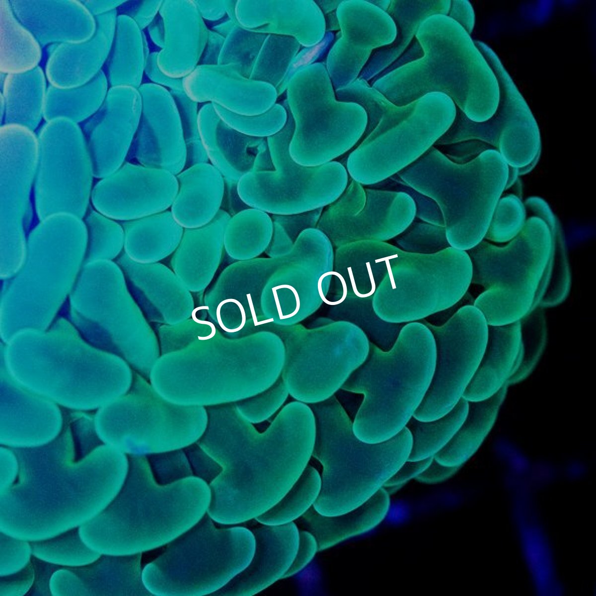 画像2: CDU ナガレハナ　No.1 (2)