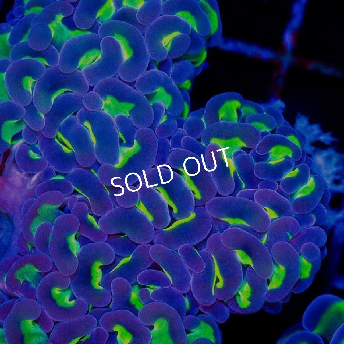 画像2: CDU ナガレハナ　Two Tone No.4 (2)