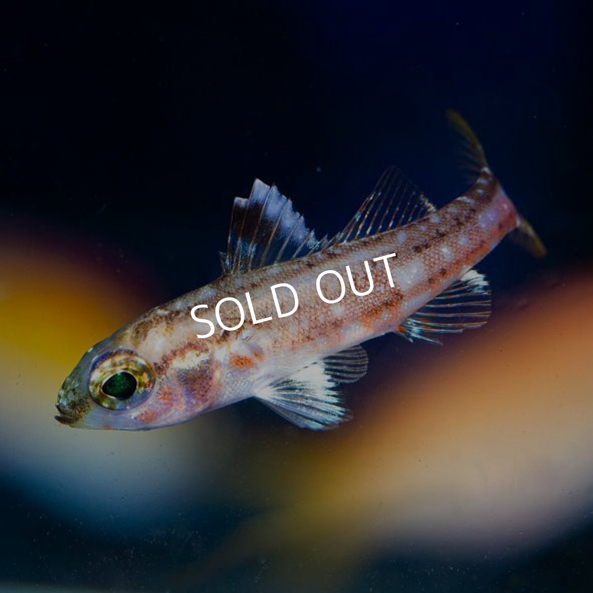 画像3: バンタムバスレット (3)