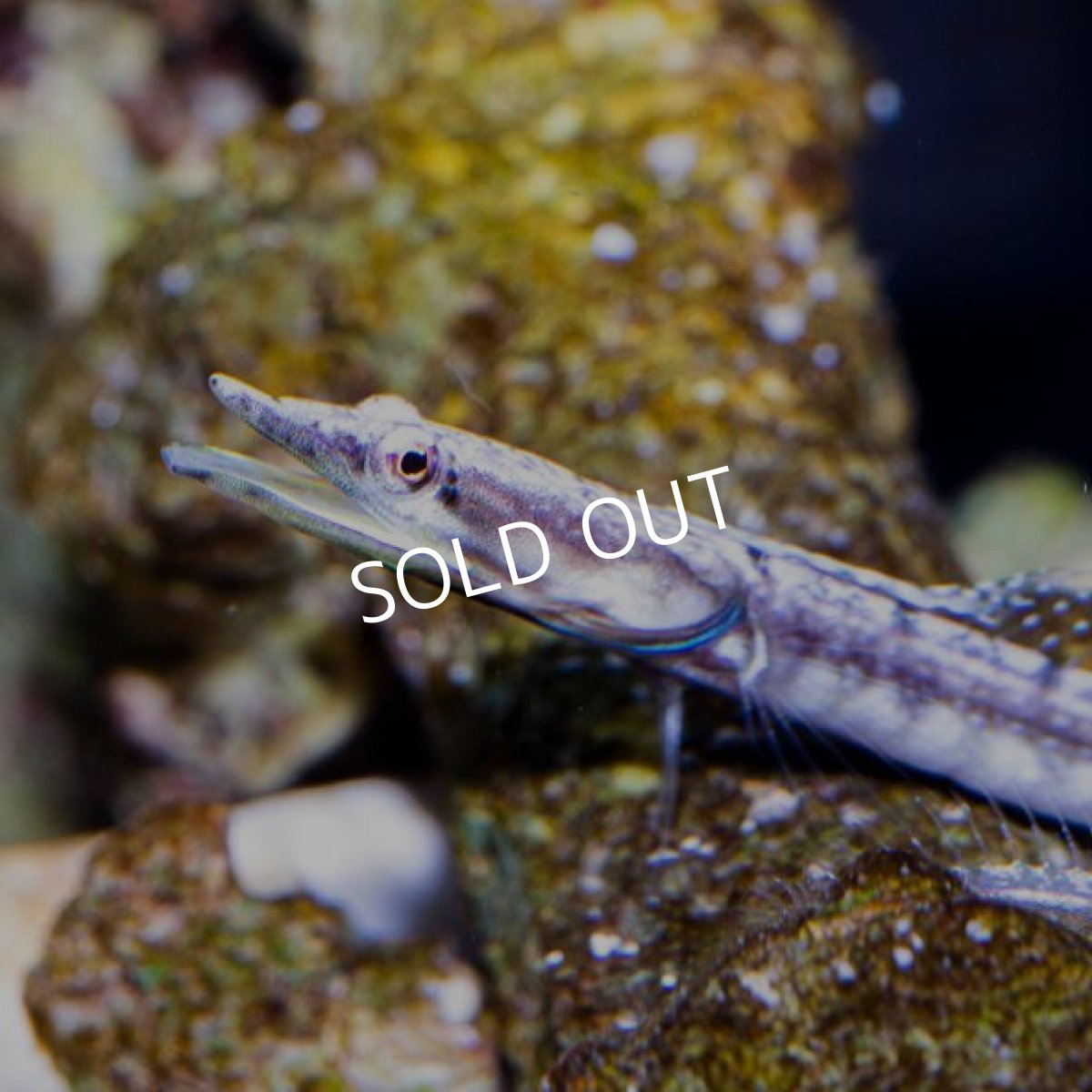 画像2: パイクブレニー カリブ (2)