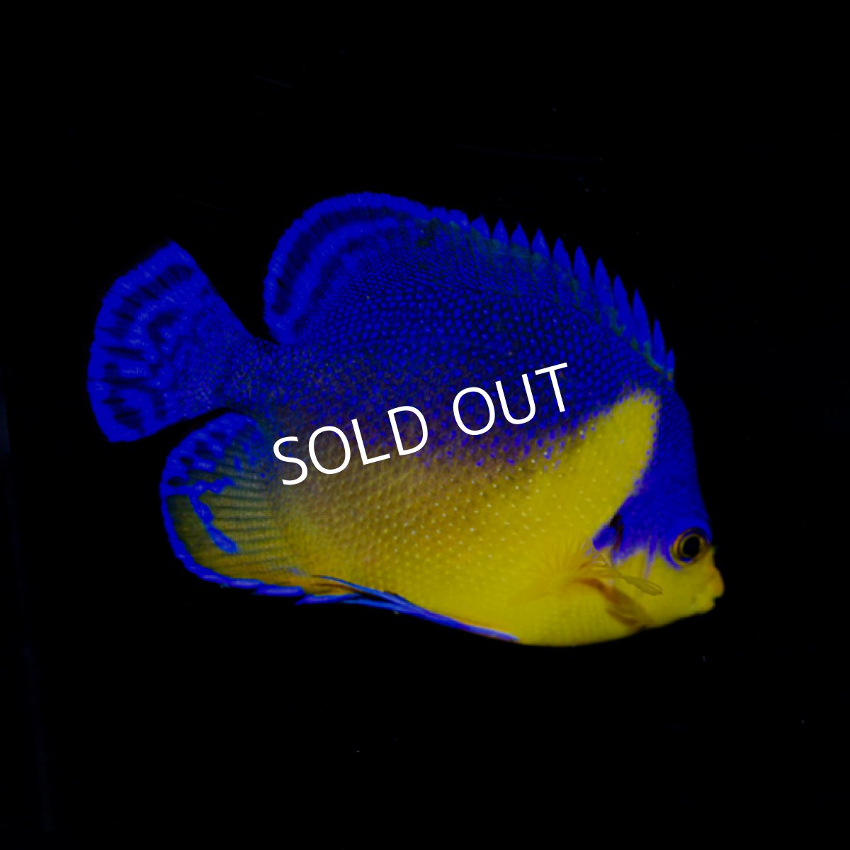 画像2: 八重山産 スミレヤッコ  No.1 (2)