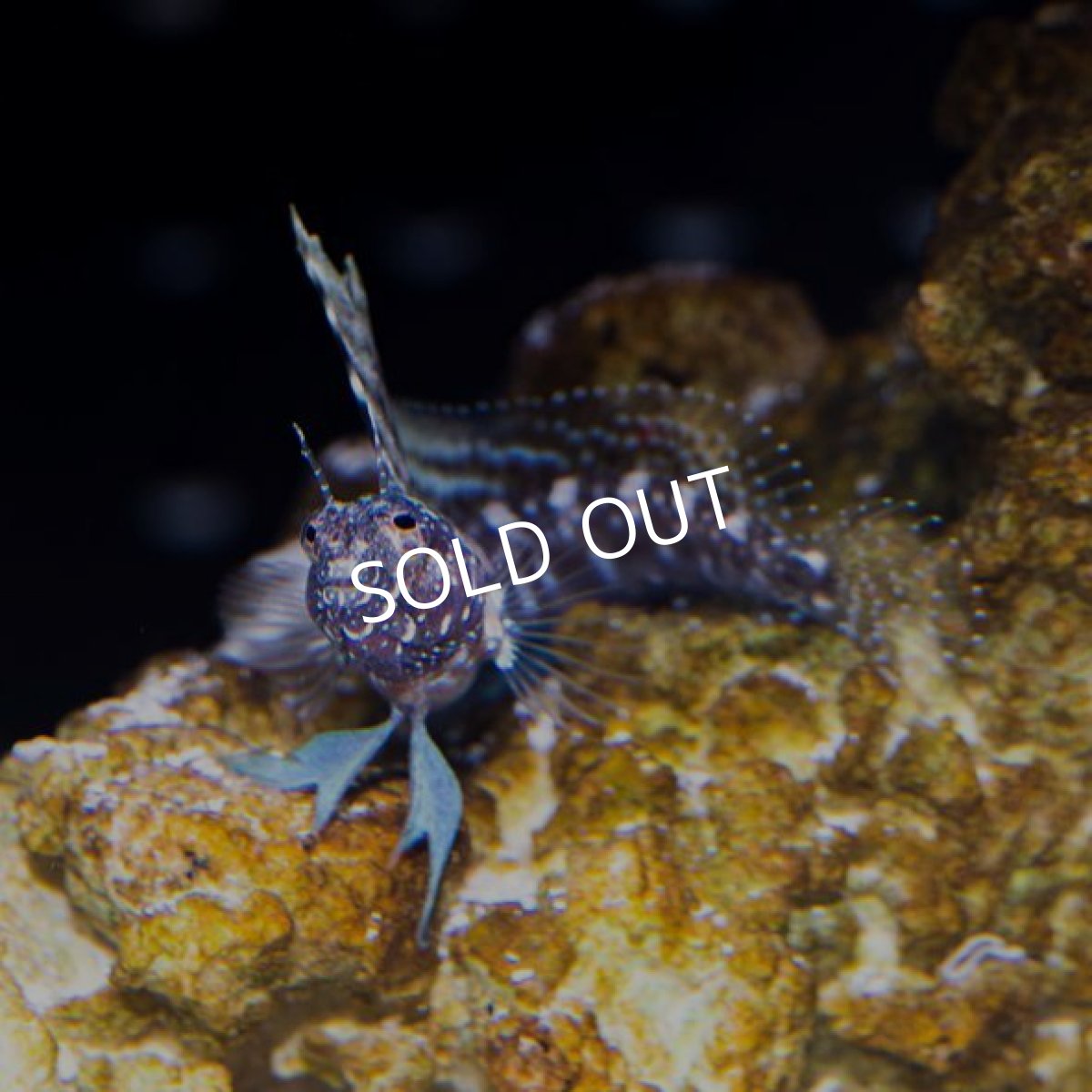 画像2: セルフィンブレニー (2)