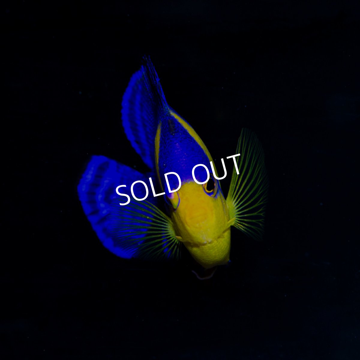 画像3: 八重山産 スミレヤッコ  No.1 (3)