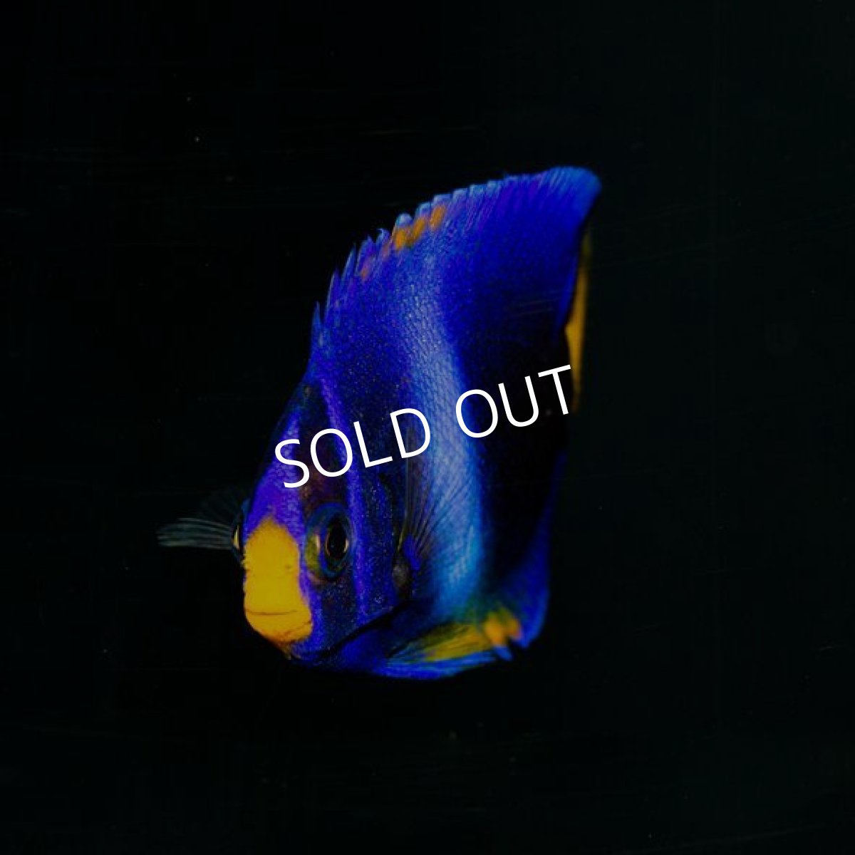 画像2: ウエストアフリカンエンゼル（アフリカヌス）ブルー (2)