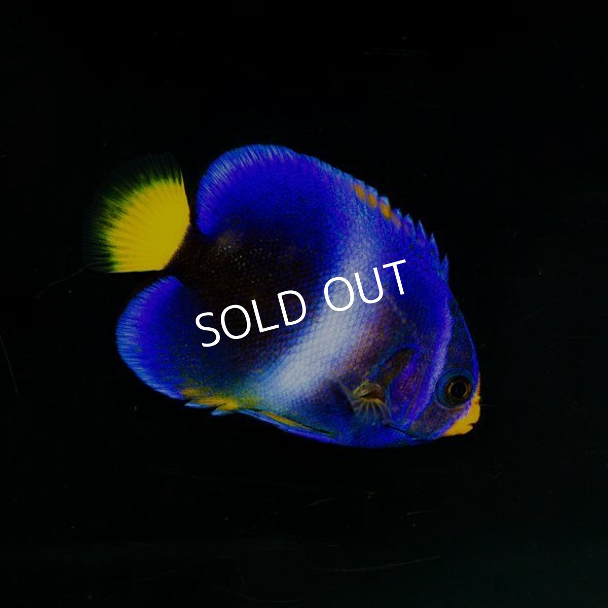 画像3: ウエストアフリカンエンゼル（アフリカヌス）ブルー (3)