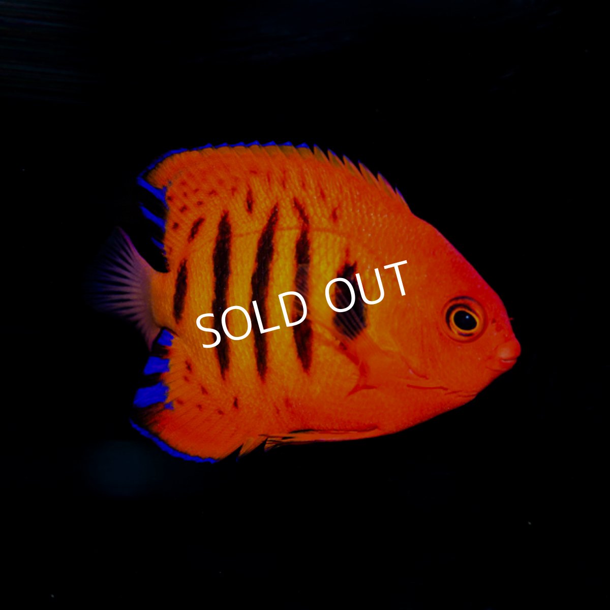 画像2: フレームエンゼル No.1 マーシャル  (2)