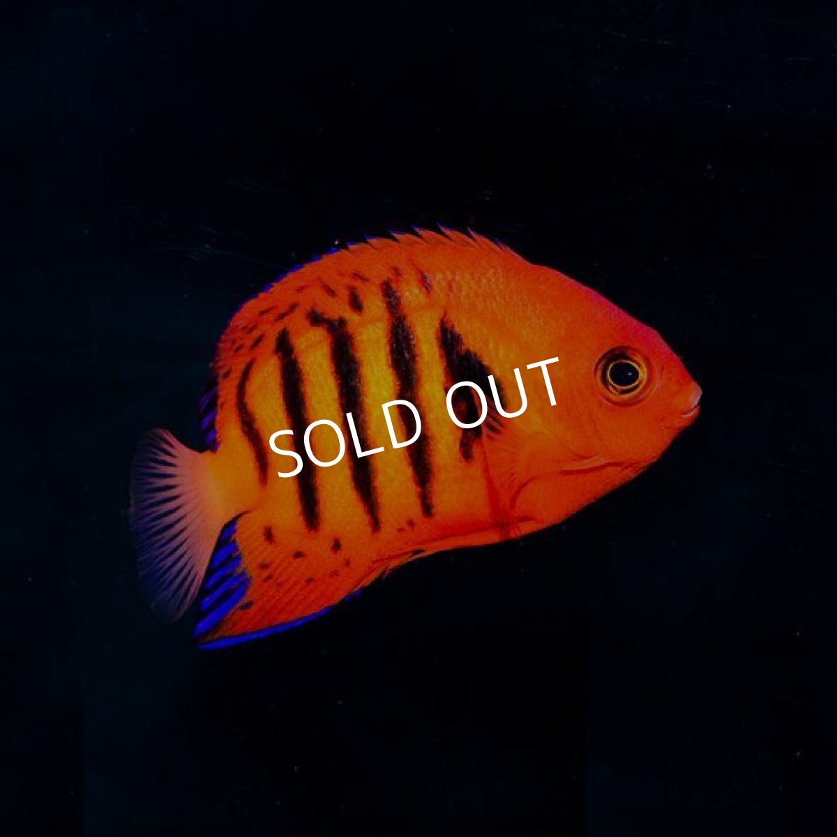 画像2: フレームエンゼル No.2 マーシャル  (2)