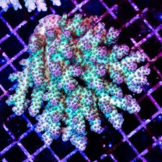 画像1: CDU Acropora sp. Ultra No.159 (1)