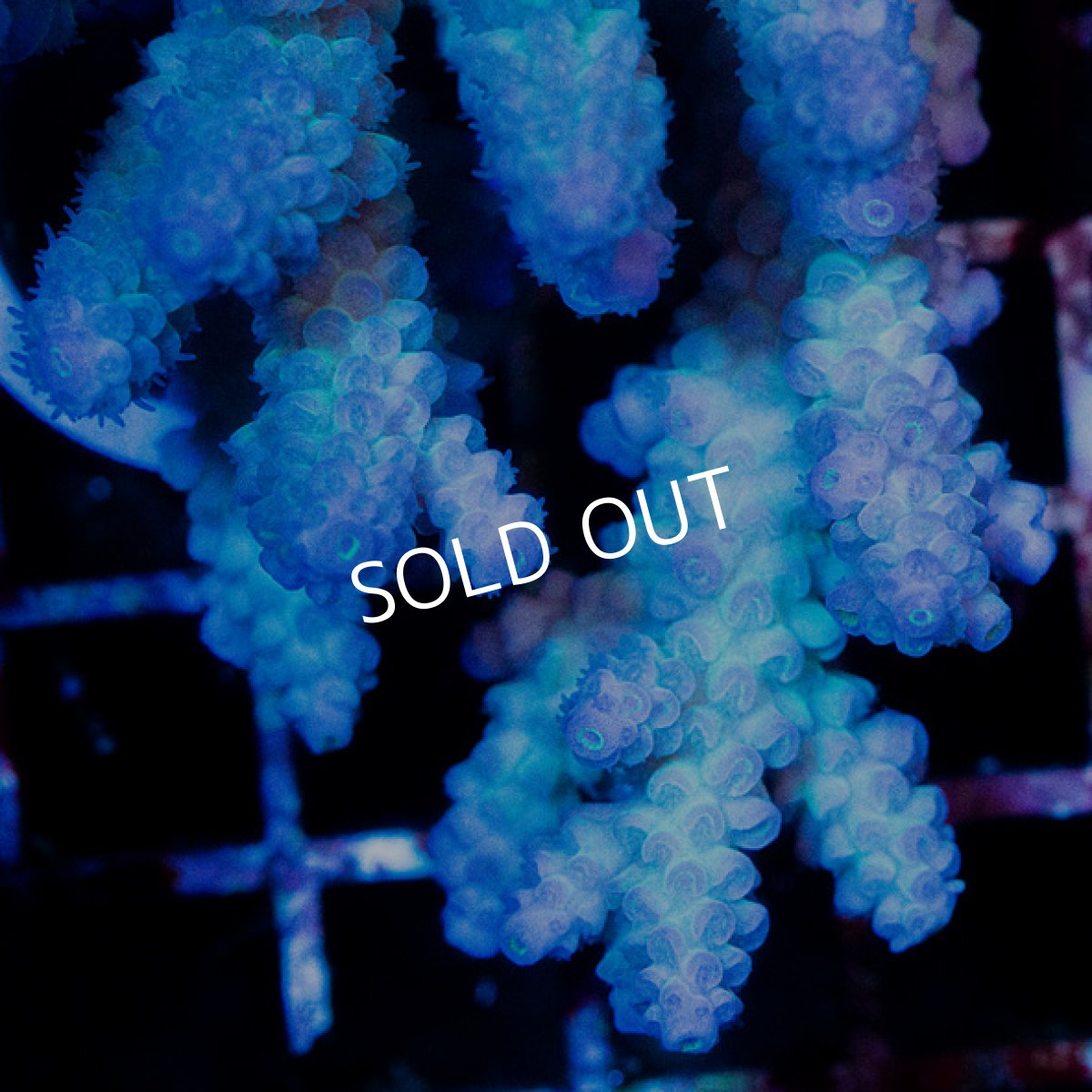 画像2: CDU Acropora sp. Ultra No.164 (2)