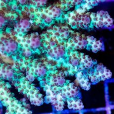 画像2: CDU Acropora sp. Ultra No.159 (2)