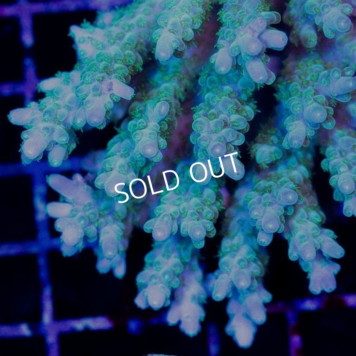 画像2: CDU Acropora sp. Ultra No.163 (2)