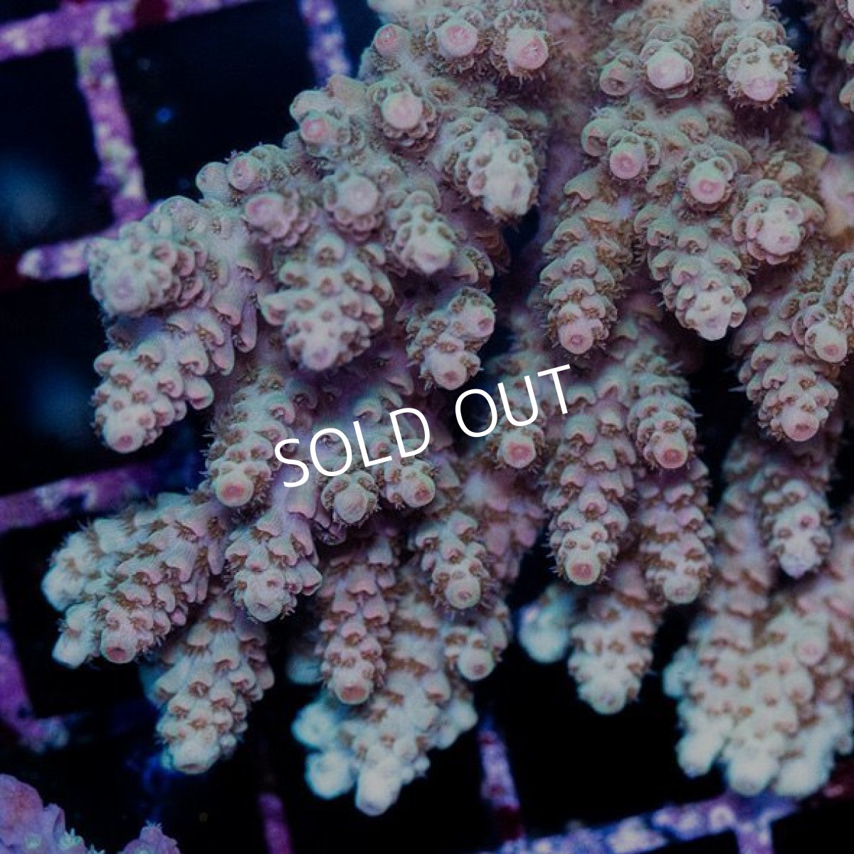 画像2: CDU Acropora sp. Ultra No.166 (2)