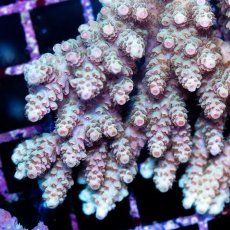 画像2: CDU Acropora sp. Ultra No.166 (2)