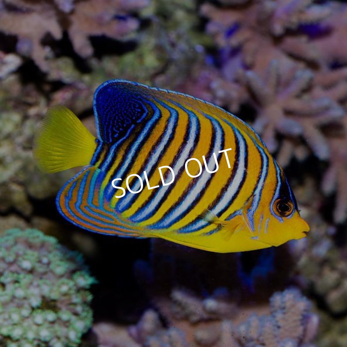 画像3: 紅海 ニシキヤッコ (3)