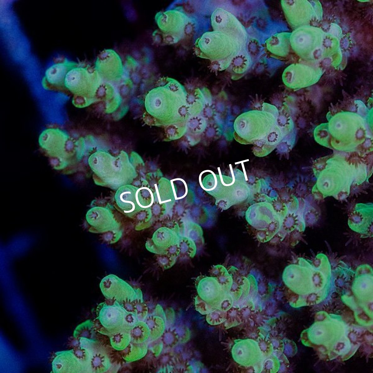 画像2: CDU Acropora sp. Ultra No.170 (2)